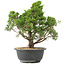 Juniperus chinensis Itoigawa, 35 cm, ± 15 years old