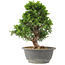 Juniperus chinensis Itoigawa, 27 cm, ± 15 jaar oud