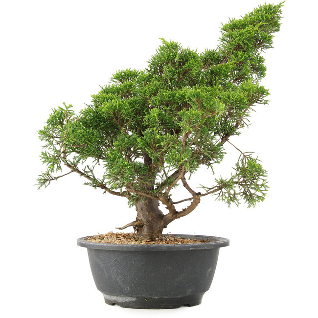 Juniperus chinensis Itoigawa, 35 cm, ± 15 ans