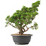 Juniperus chinensis Itoigawa, 35 cm, ± 15 jaar oud