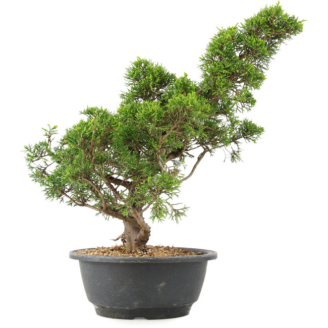 Juniperus chinensis Itoigawa, 35 cm, ± 15 Jahre alt