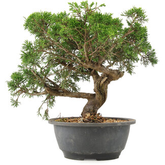 Juniperus chinensis Itoigawa, 25 cm, ± 15 años