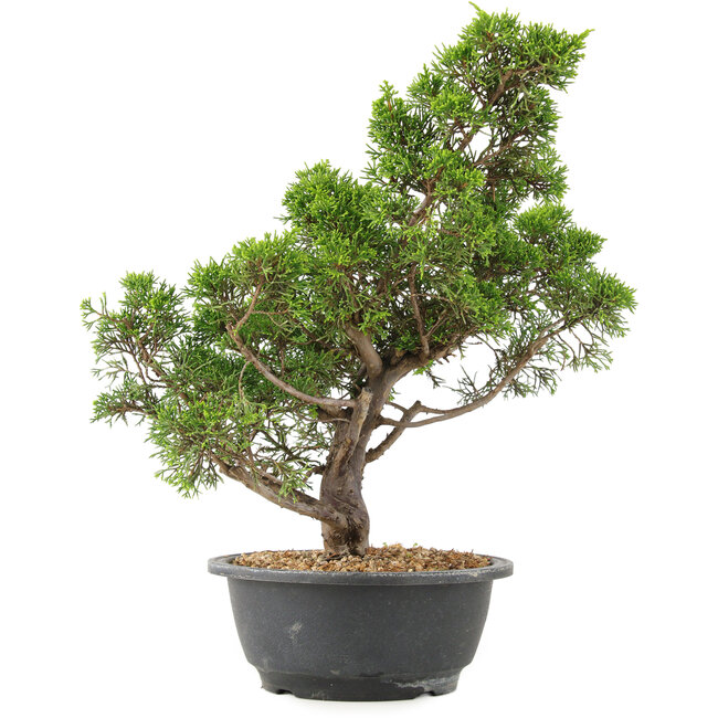 Juniperus chinensis Itoigawa, 35 cm, ± 15 years old