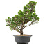 Juniperus chinensis Itoigawa, 35 cm, ± 15 anni