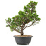 Juniperus chinensis Itoigawa, 35 cm, ± 15 años