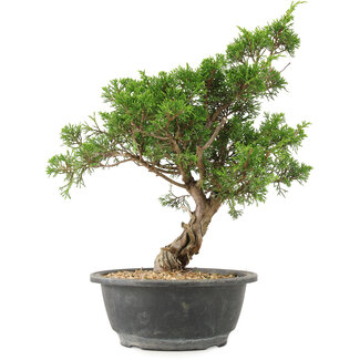 Juniperus chinensis Itoigawa, 32 cm, ± 15 años