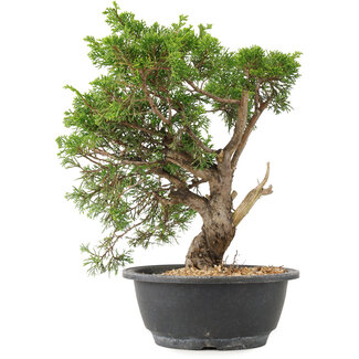 Juniperus chinensis Itoigawa, 29 cm, ± 15 anni