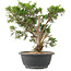 Juniperus chinensis Itoigawa, 29 cm, ± 15 ans