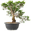 Juniperus chinensis Itoigawa, 29 cm, ± 15 ans