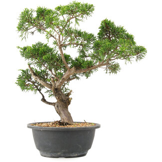 Juniperus chinensis Itoigawa, 32 cm, ± 15 anni