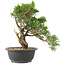 Juniperus chinensis Itoigawa, 29 cm, ± 15 anni