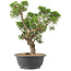 Juniperus chinensis Itoigawa, 32 cm, ± 15 Jahre alt