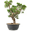 Juniperus chinensis Itoigawa, 32 cm, ± 15 years old