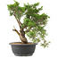 Juniperus chinensis Itoigawa, 29 cm, ± 15 anni