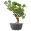 Juniperus chinensis Itoigawa, 32 cm, ± 15 ans