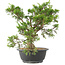 Juniperus chinensis Itoigawa, 29 cm, ± 15 años