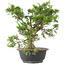 Juniperus chinensis Itoigawa, 29 cm, ± 15 Jahre alt