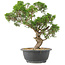 Juniperus chinensis Itoigawa, 32 cm, ± 15 años