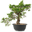 Juniperus chinensis Itoigawa, 29 cm, ± 15 anni