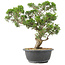 Juniperus chinensis Itoigawa, 32 cm, ± 15 jaar oud