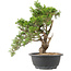 Juniperus chinensis Itoigawa, 29 cm, ± 15 ans