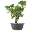 Juniperus chinensis Itoigawa, 32 cm, ± 15 years old