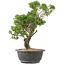 Juniperus chinensis Itoigawa, 32 cm, ± 15 jaar oud