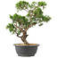 Juniperus chinensis Itoigawa, 32 cm, ± 15 jaar oud