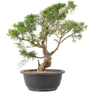 Juniperus chinensis Itoigawa, 29 cm, ± 15 años