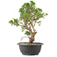 Juniperus chinensis Itoigawa, 29 cm, ± 15 jaar oud