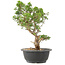 Juniperus chinensis Itoigawa, 29 cm, ± 15 Jahre alt