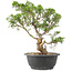 Juniperus chinensis Itoigawa, 29 cm, ± 15 anni