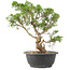 Juniperus chinensis Itoigawa, 29 cm, ± 15 ans