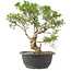 Juniperus chinensis Itoigawa, 29 cm, ± 15 jaar oud