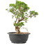 Juniperus chinensis Itoigawa, 29 cm, ± 15 jaar oud