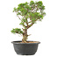 Juniperus chinensis Itoigawa, 29 cm, ± 15 ans