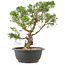 Juniperus chinensis Itoigawa, 29 cm, ± 15 anni