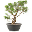 Juniperus chinensis Itoigawa, 29 cm, ± 15 jaar oud