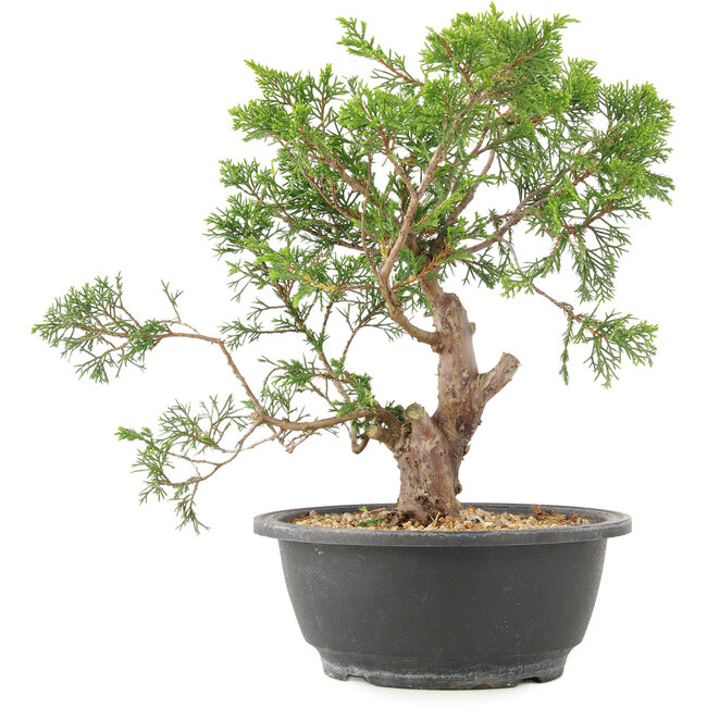 Juniperus chinensis Itoigawa, 28 cm, ± 15 jaar oud