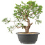 Juniperus chinensis Itoigawa, 28 cm, ± 15 jaar oud