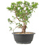 Juniperus chinensis Itoigawa, 28 cm, ± 15 ans