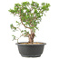 Juniperus chinensis Itoigawa, 28 cm, ± 15 jaar oud