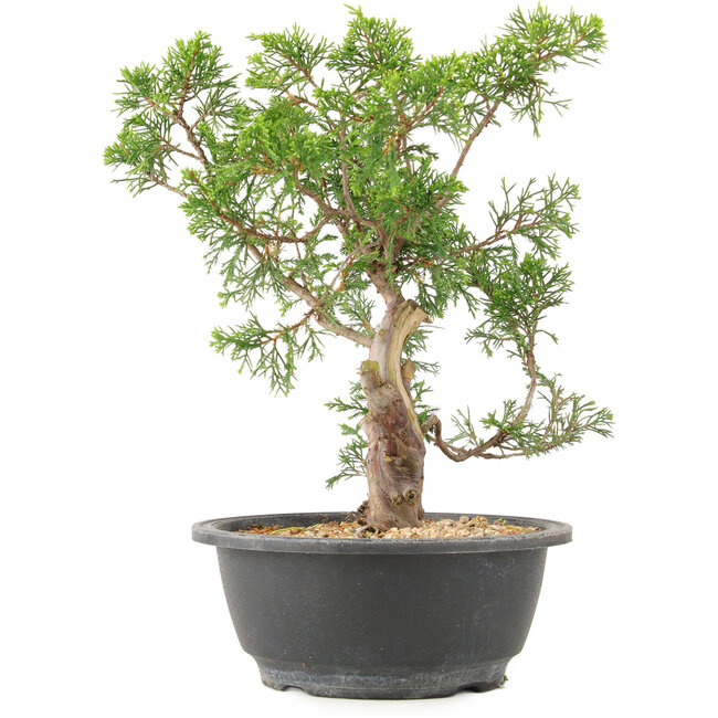 Juniperus chinensis Itoigawa, 28 cm, ± 15 ans