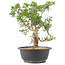 Juniperus chinensis Itoigawa, 28 cm, ± 15 jaar oud