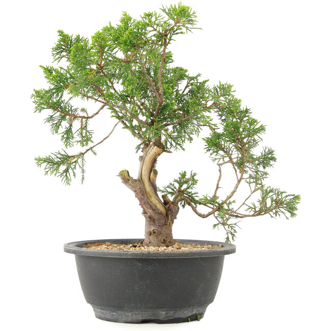 Juniperus chinensis Itoigawa, 28 cm, ± 15 Jahre alt