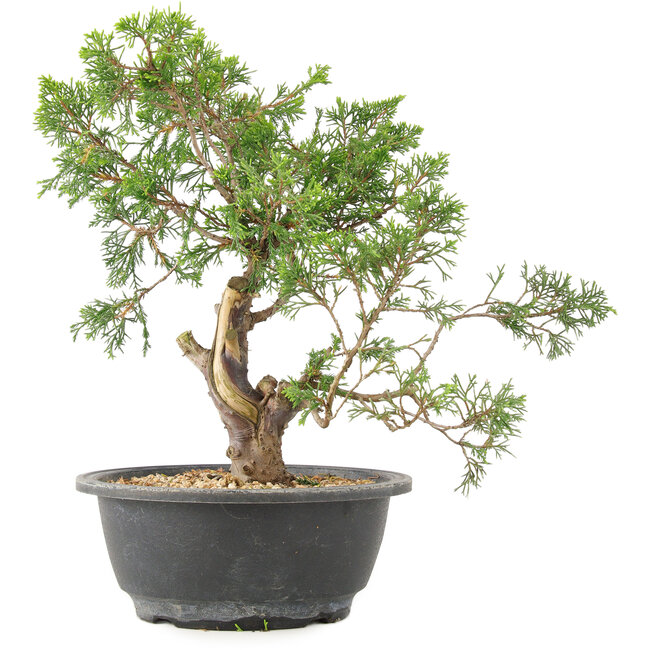 Juniperus chinensis Itoigawa, 28 cm, ± 15 anni