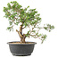 Juniperus chinensis Itoigawa, 28 cm, ± 15 anni