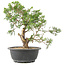 Juniperus chinensis Itoigawa, 28 cm, ± 15 jaar oud