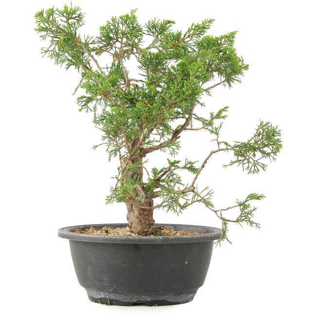 Juniperus chinensis Itoigawa, 28 cm, ± 15 años