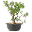 Juniperus chinensis Itoigawa, 28 cm, ± 15 jaar oud